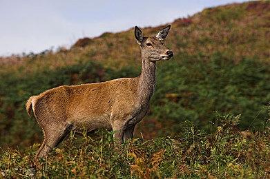 《最后的生还者2重制版》将为错过升级选项玩家退款